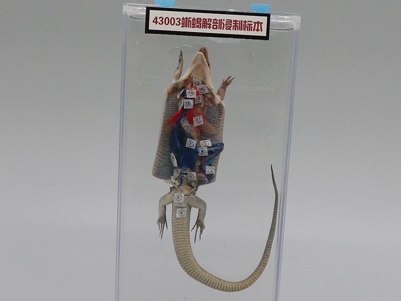 蜥蜴解剖浸制标本