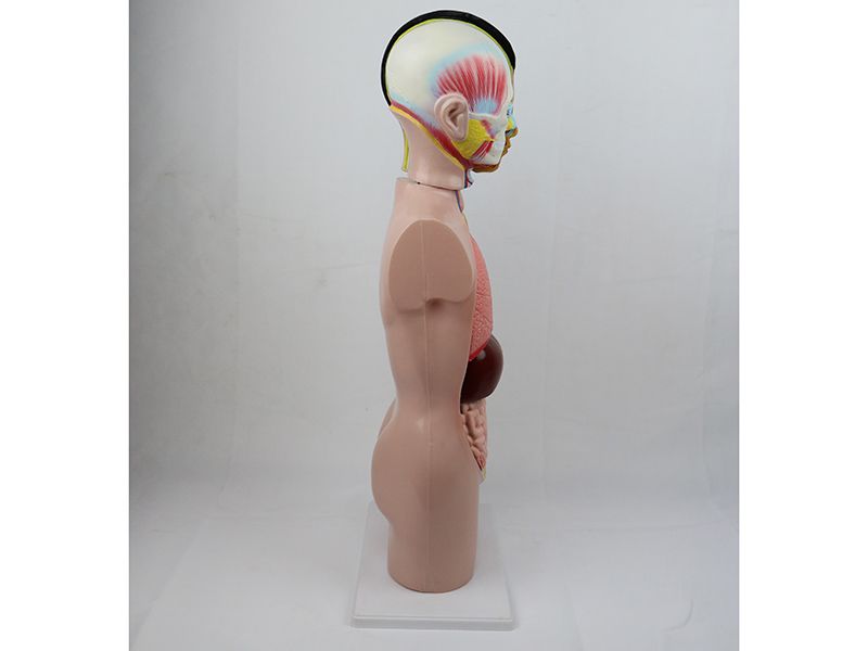少年人体半身模型