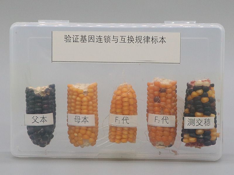 验证基因连锁与互换