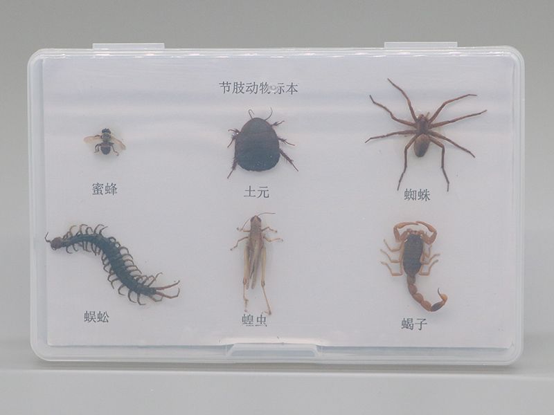 节肢动物标本