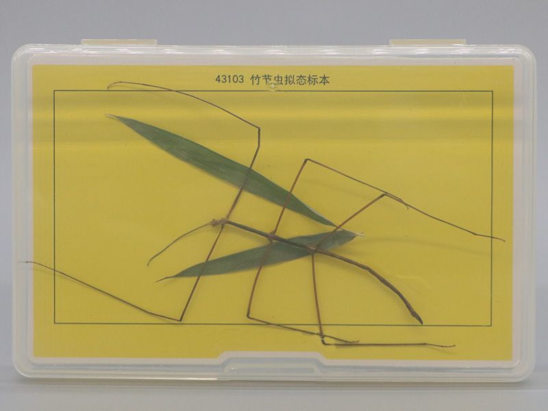 竹节虫拟态标本