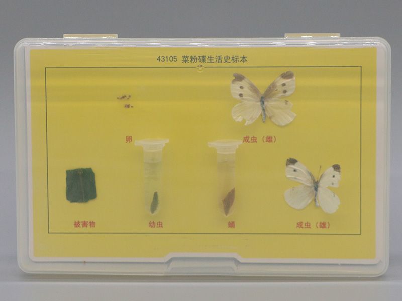 菜粉蝶生活史标本