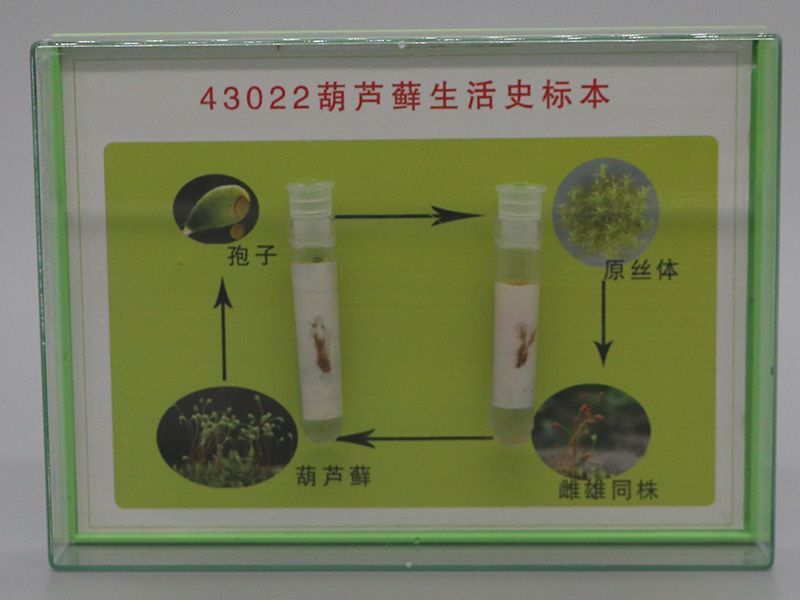 葫芦藓生活史标本