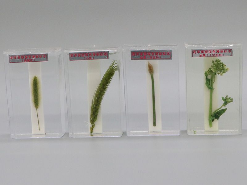 花序类型保色浸制标本