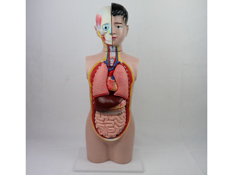 少年人体半身模型