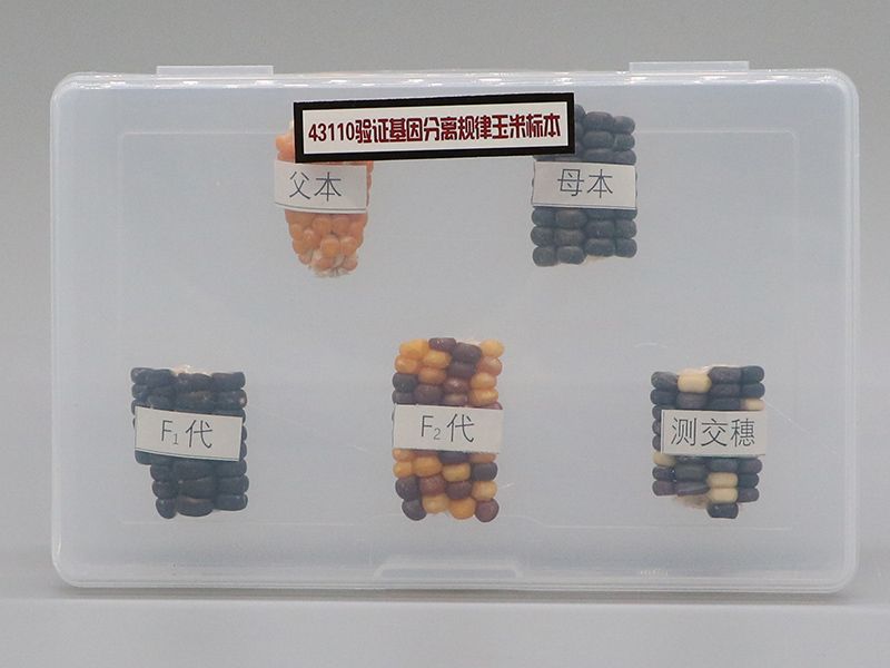 验证基因分离规律玉米标本