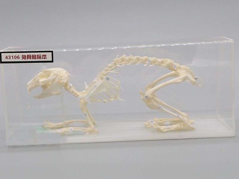 兔骨骼标本