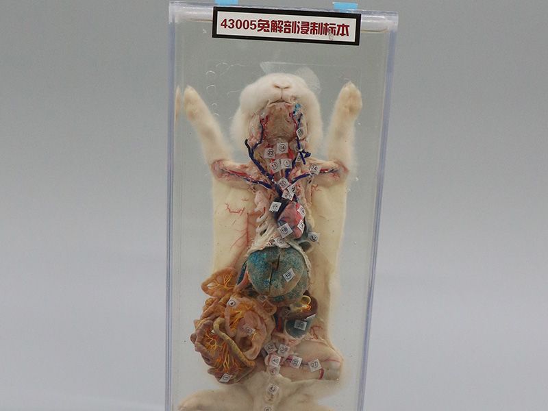 兔解剖浸制标本