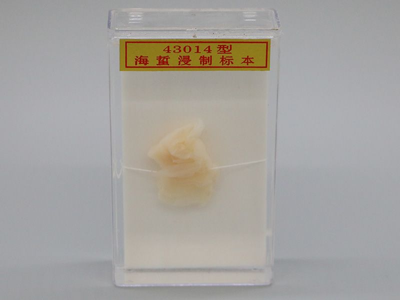 海蛰浸制标本