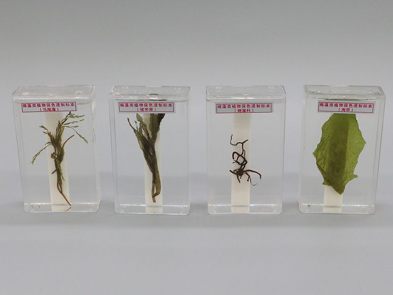 褐藻类植物保色浸制标本