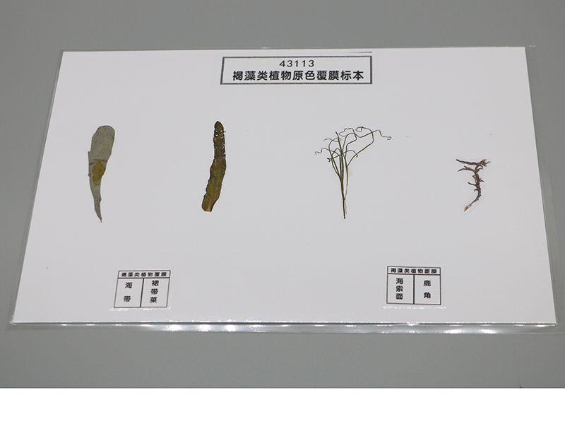 褐藻类植物原色覆膜标本