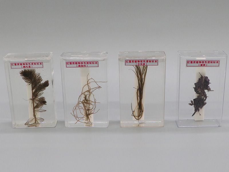 红藻类植物保色浸制标本