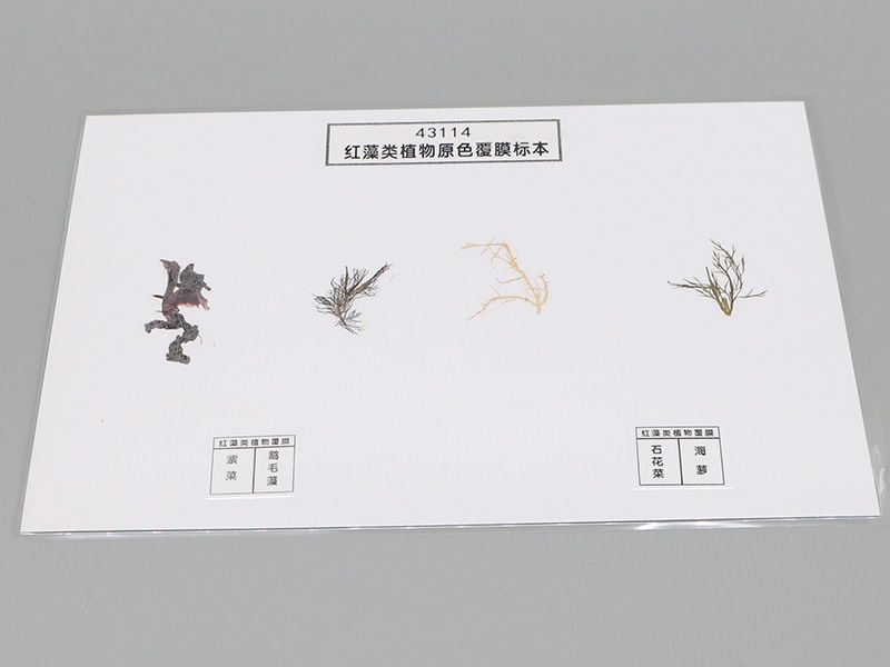 红藻类植物原色覆膜标本