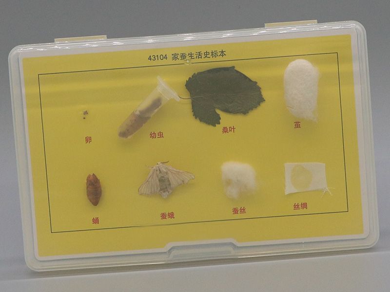 家蚕生活史标本
