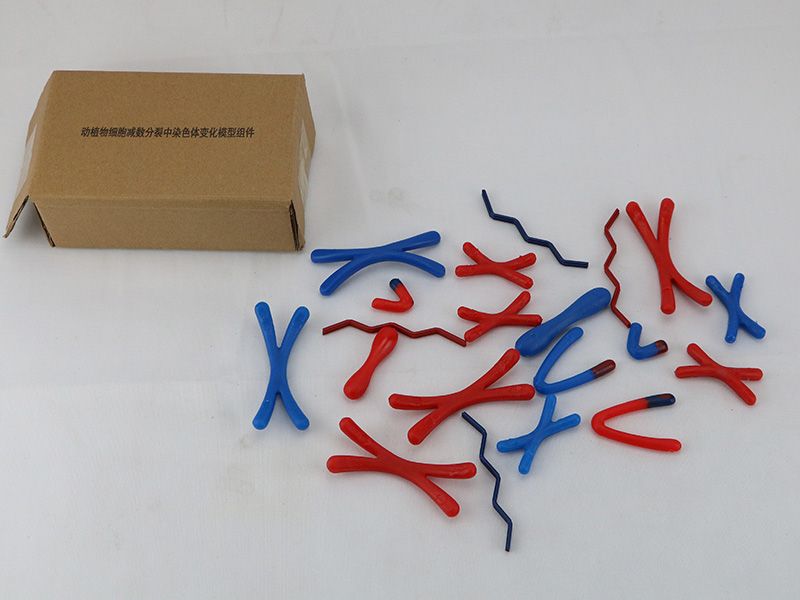 减数分裂中染色体变化模型组件