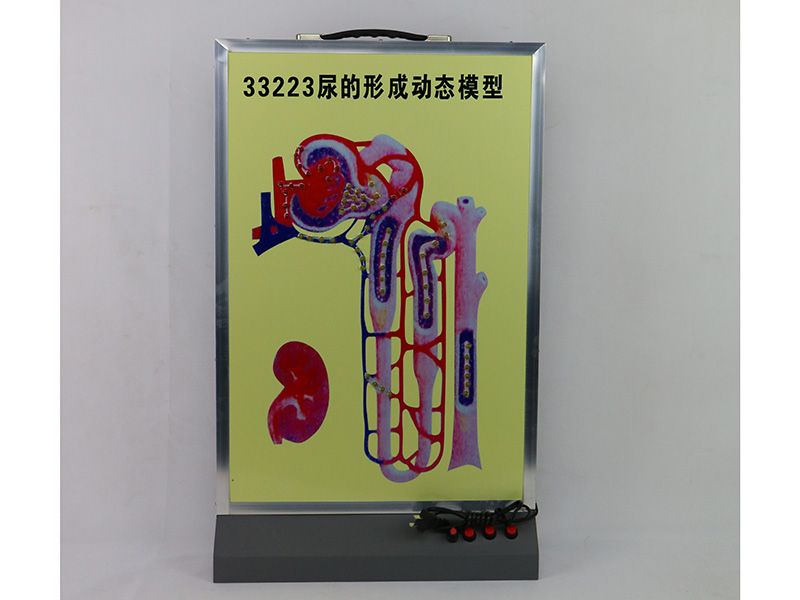 尿的形成动态模型
