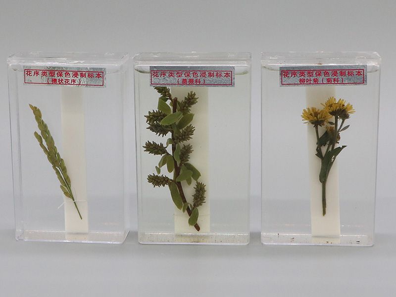 花序类型保色浸制标本