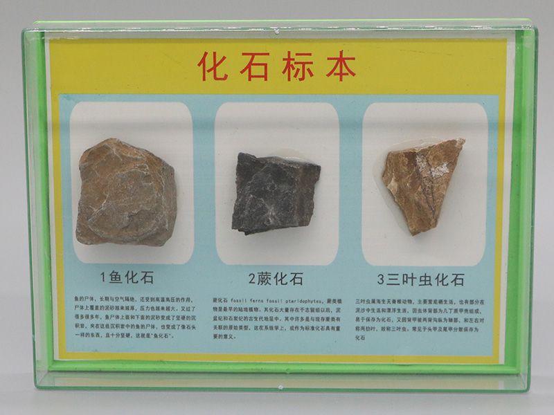化石标本