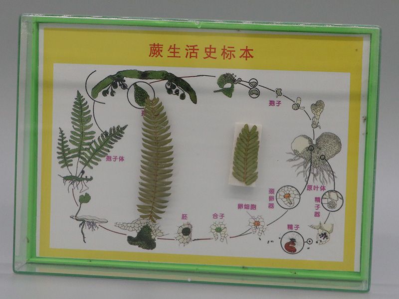 蕨生活史标本