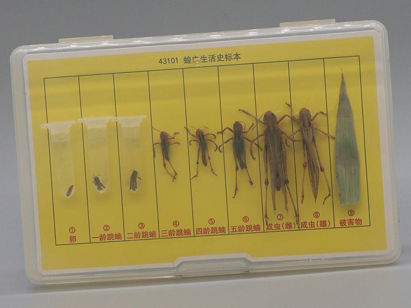 蝗虫生活史标本