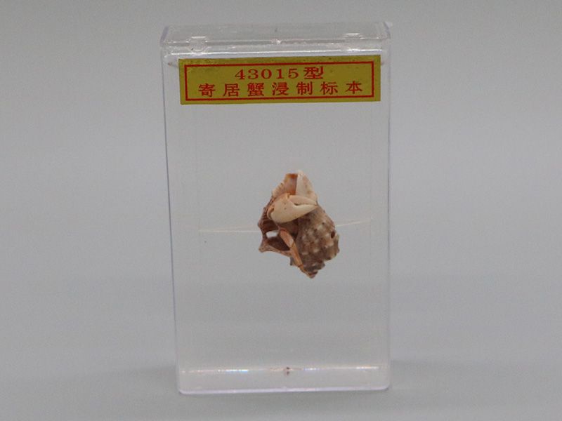 寄居蟹标本