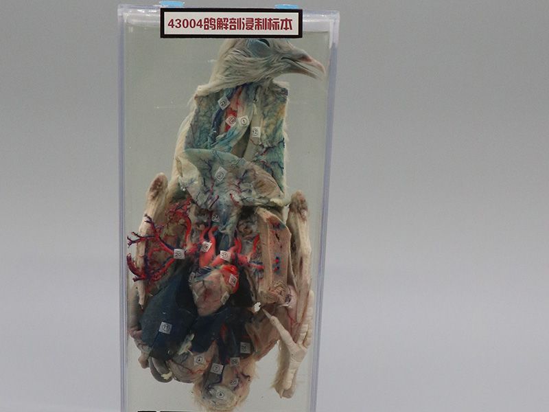 鸽解剖浸制标本